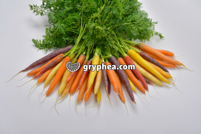 Carottes variées - gryphea.com